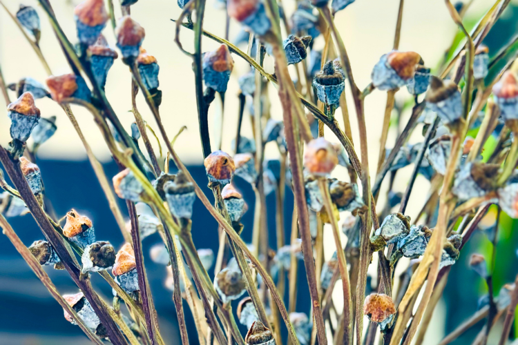 How Dried Flowers Have Become a Mainstream Trend: A Blooming Industry Shift